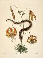 Image of turk's-cap lily