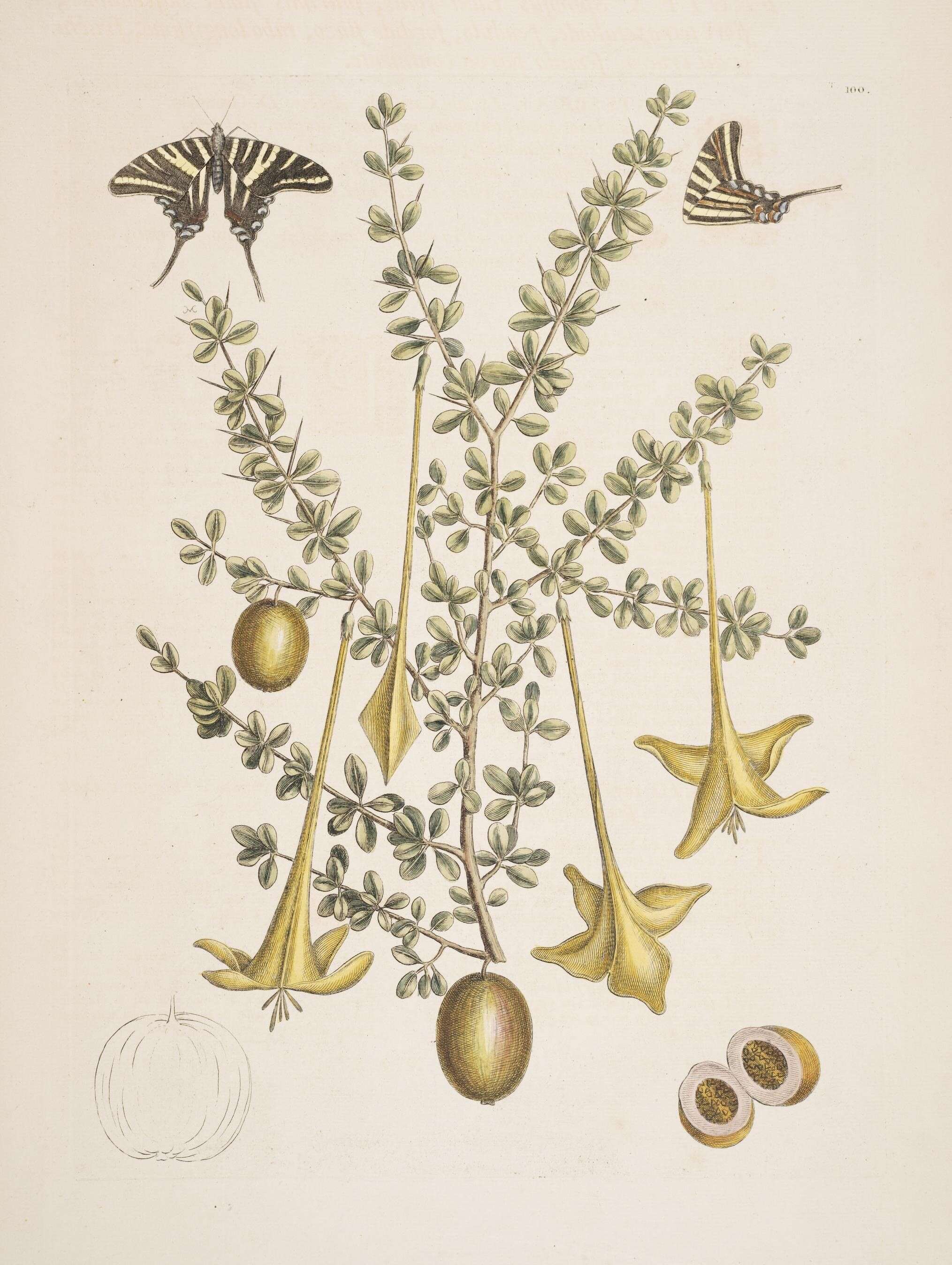 Sivun Protographium marcellus (Cramer (1777)) kuva