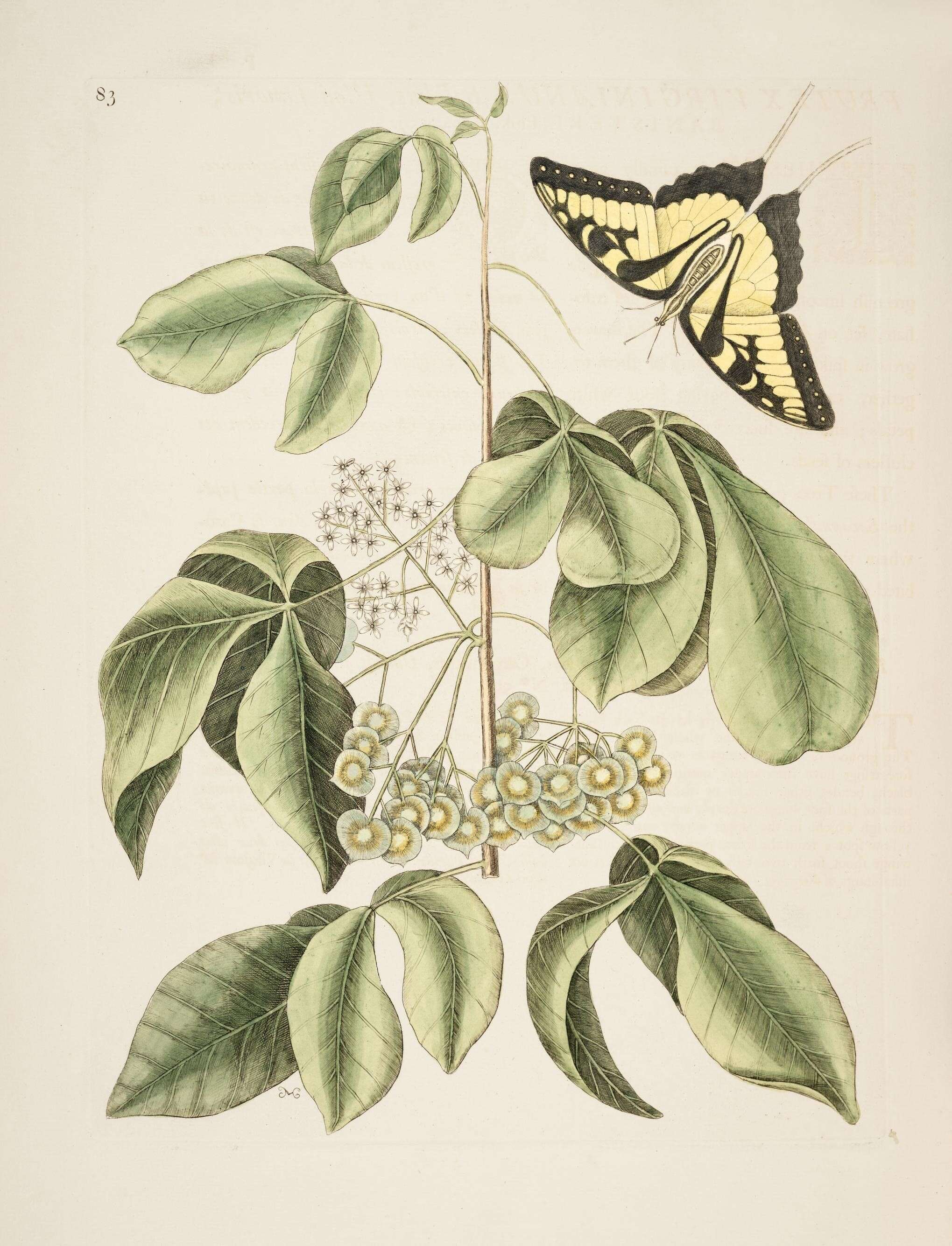 Image of common hoptree