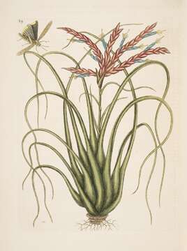 Слика од Tillandsia balbisiana Schult. & Schult. fil.