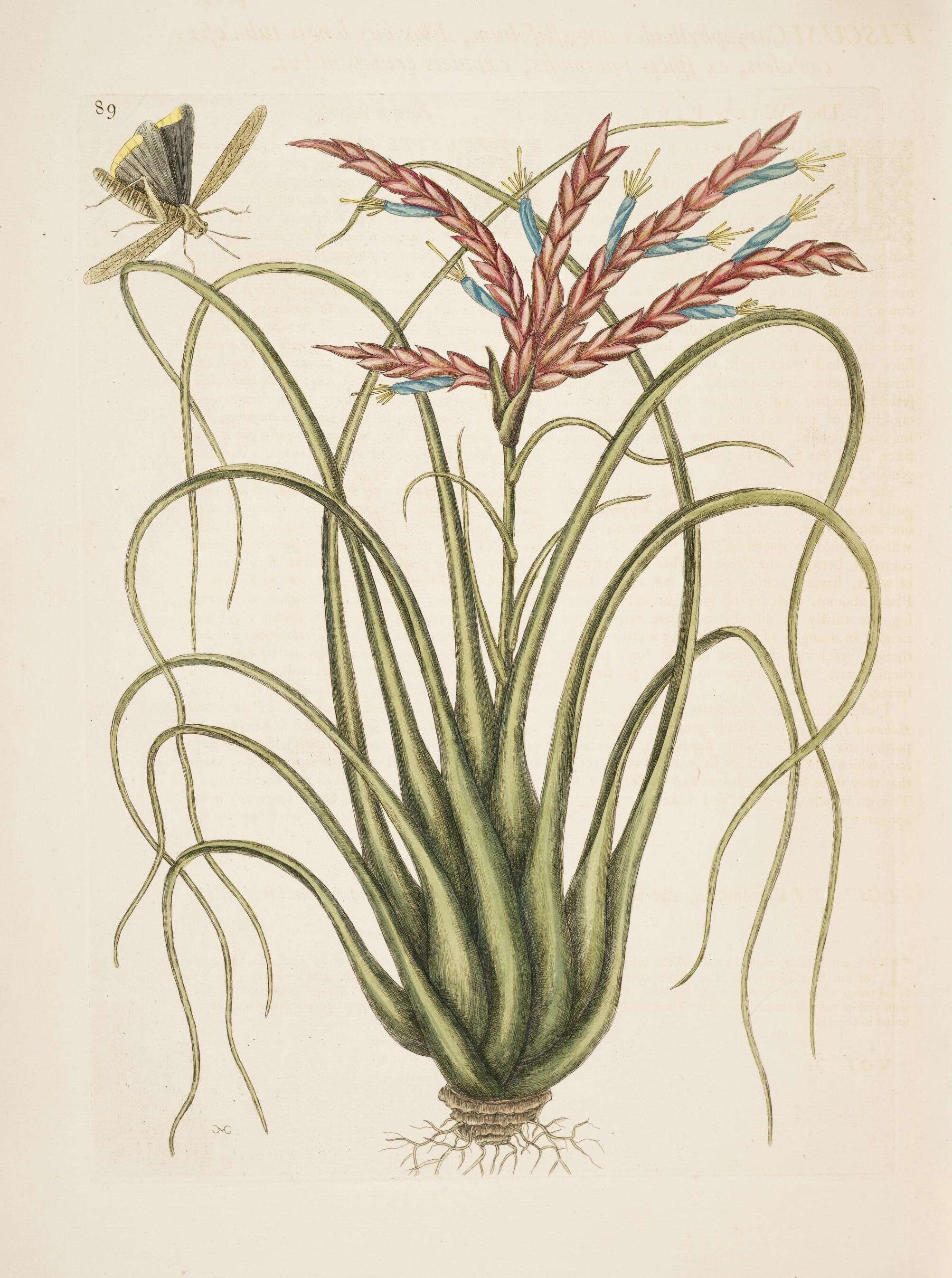 Plancia ëd Tillandsia balbisiana Schult. & Schult. fil.