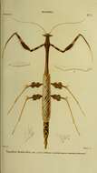 Image de Toxodera denticulata Serville 1837