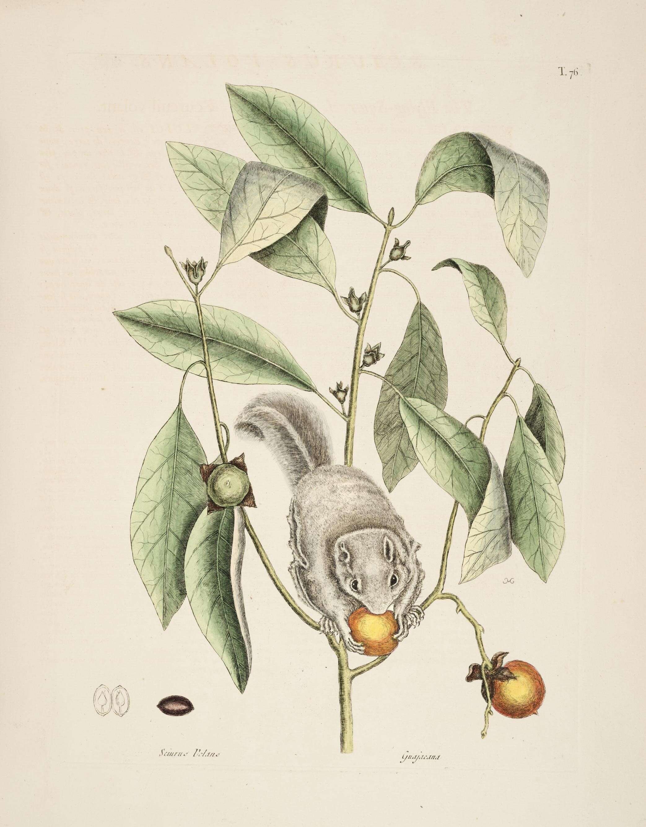 Image of common persimmon