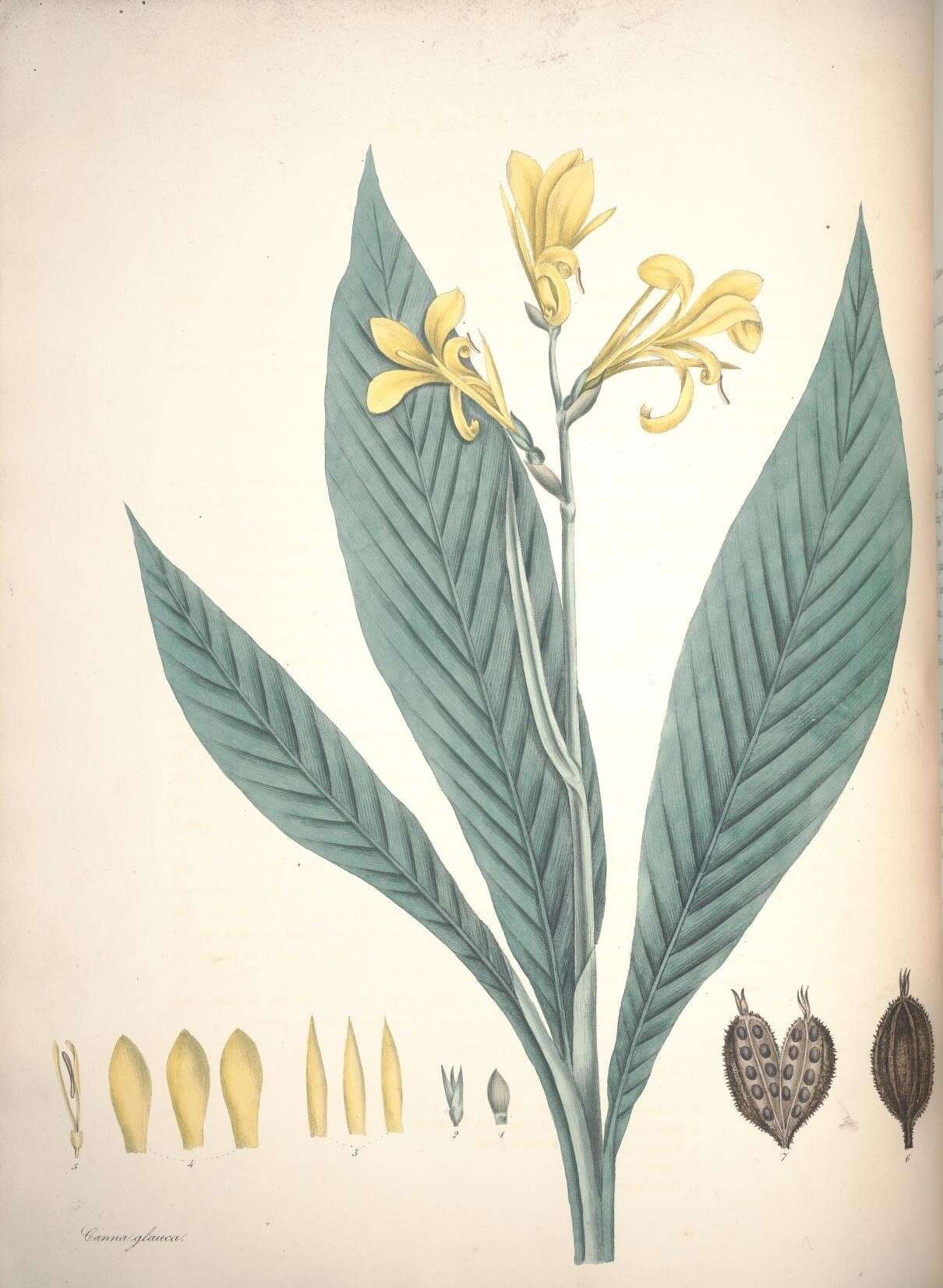 Image of maraca amarilla