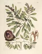 Amyris elemifera L. resmi