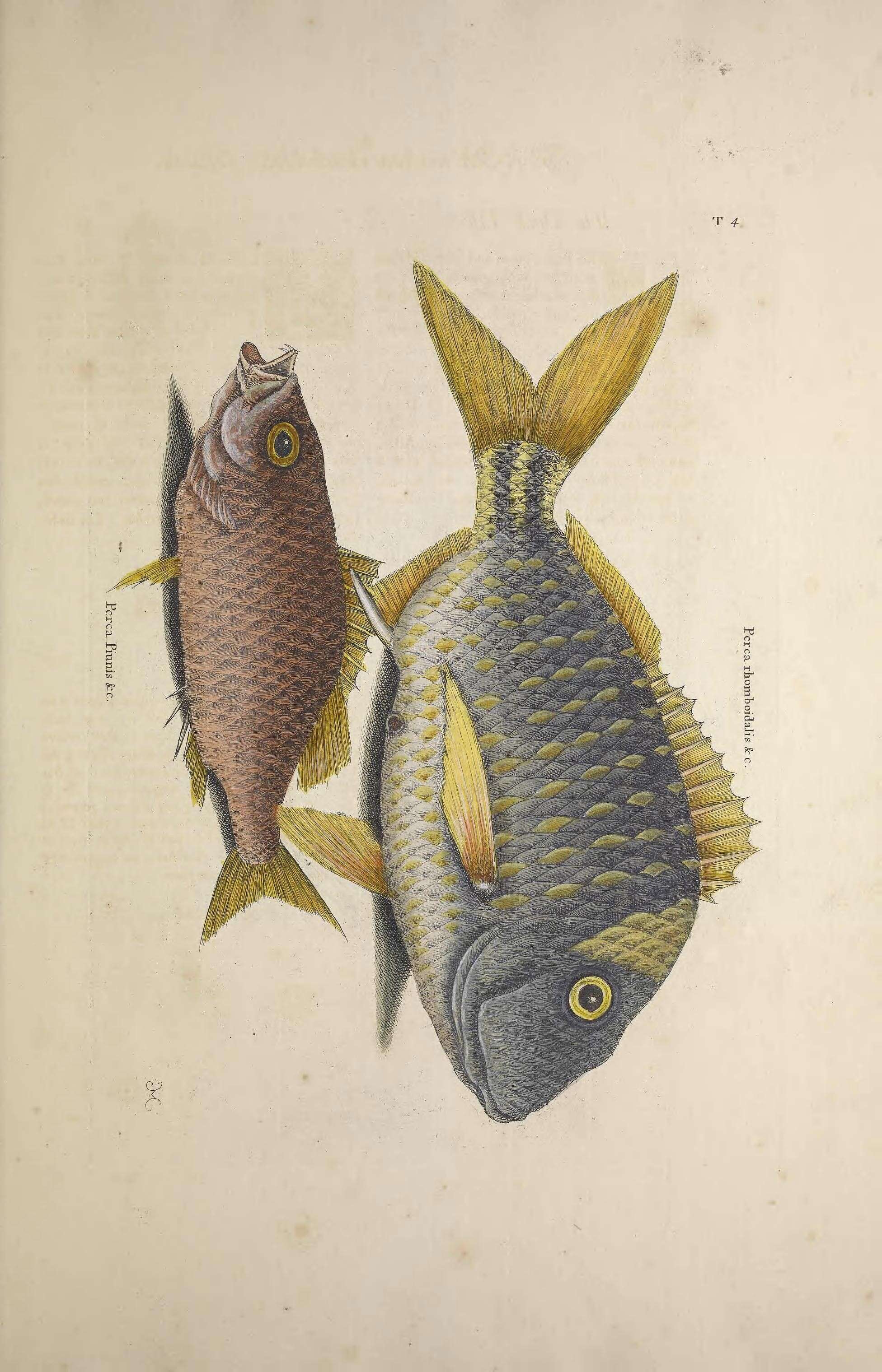 Imagem de Anisotremus virginicus (Linnaeus 1758)