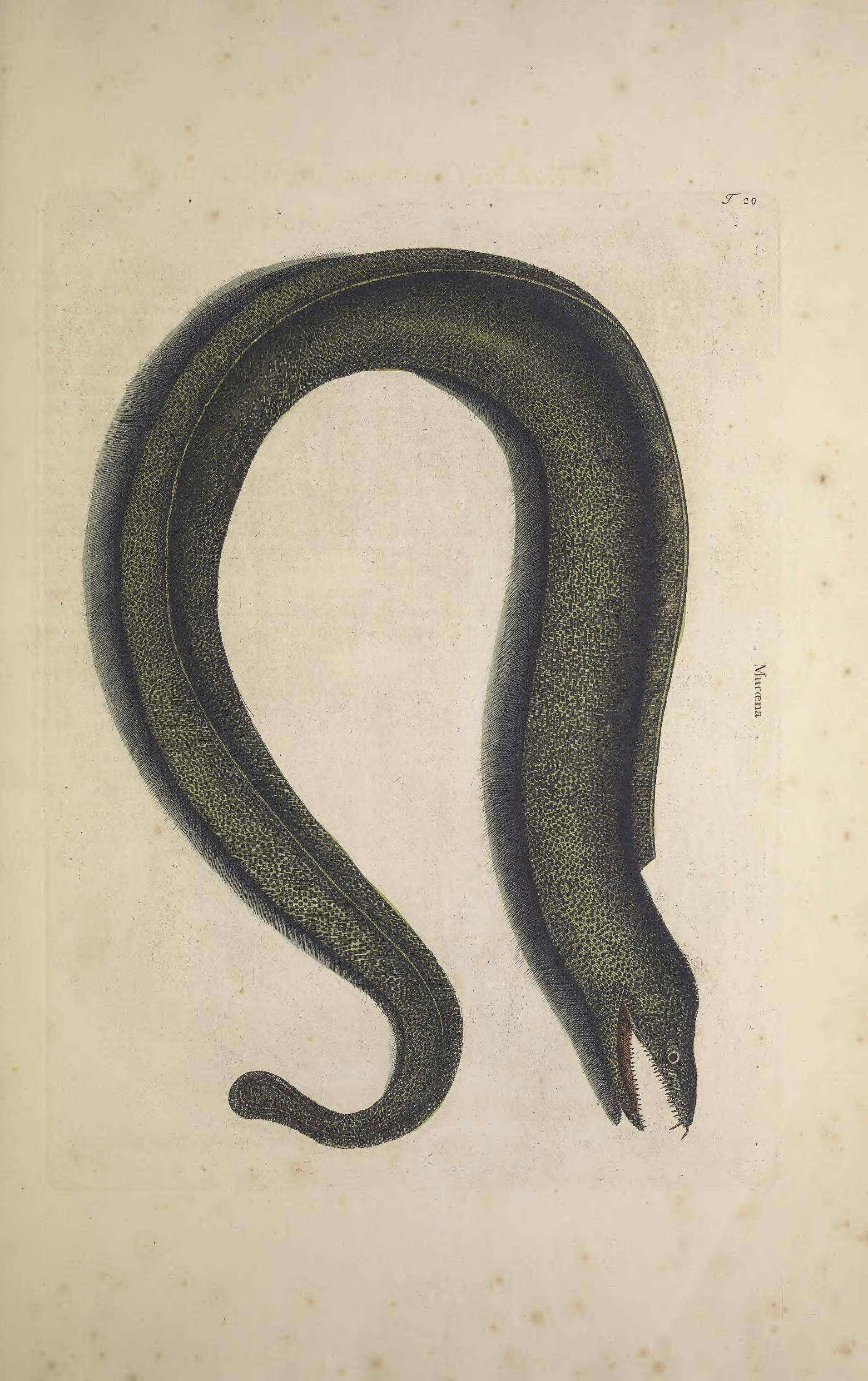 Image of Black Moray