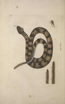 Image of Timber Rattlesnake