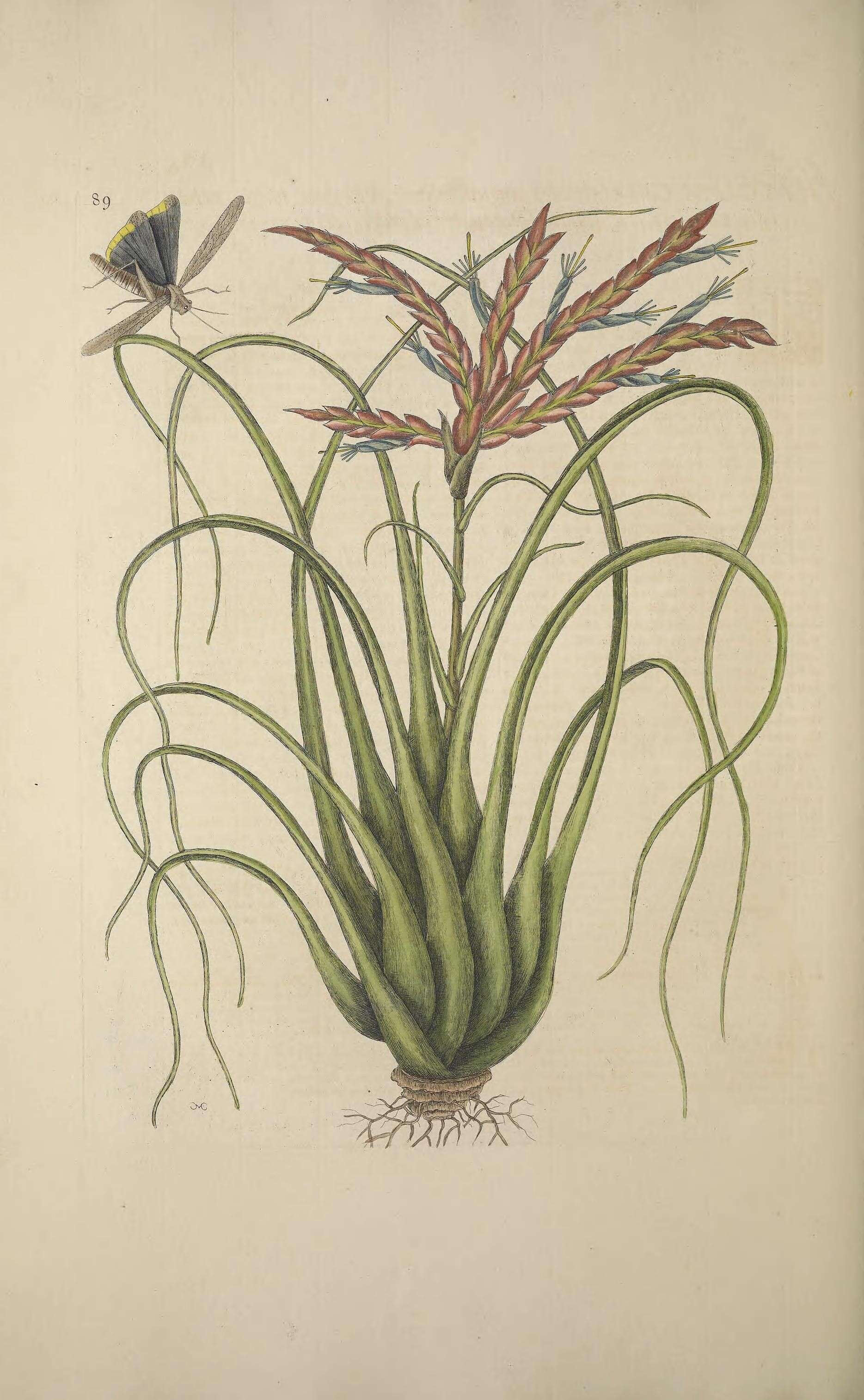 Plancia ëd Tillandsia balbisiana Schult. & Schult. fil.