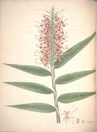 Слика од Hedychium coccineum Buch.-Ham. ex Sm.