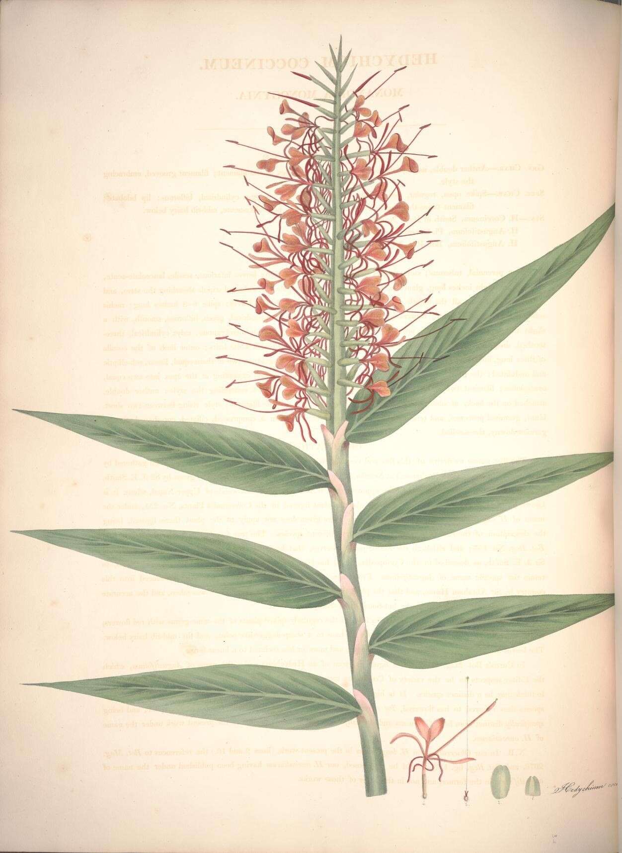 Image of Hedychium coccineum Buch.-Ham. ex Sm.