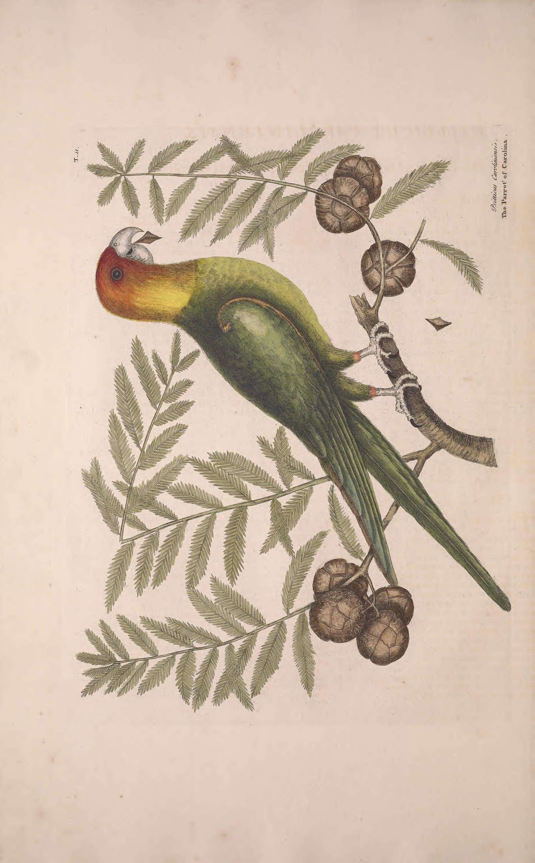 Image of Conuropsis Salvadori 1891