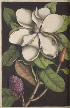 Image of southern magnolia