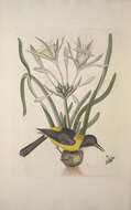 Sivun Chalybion californicum (de Saussure 1867) kuva