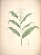 Слика од Hedychium glaucum Roscoe