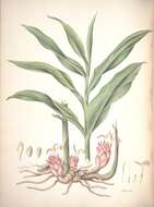 Image of Zingiber roseum (Roxb.) Roscoe