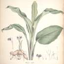 Image of Kaempferia ovalifolia Roxb.