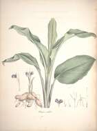 Image of Kaempferia ovalifolia Roxb.