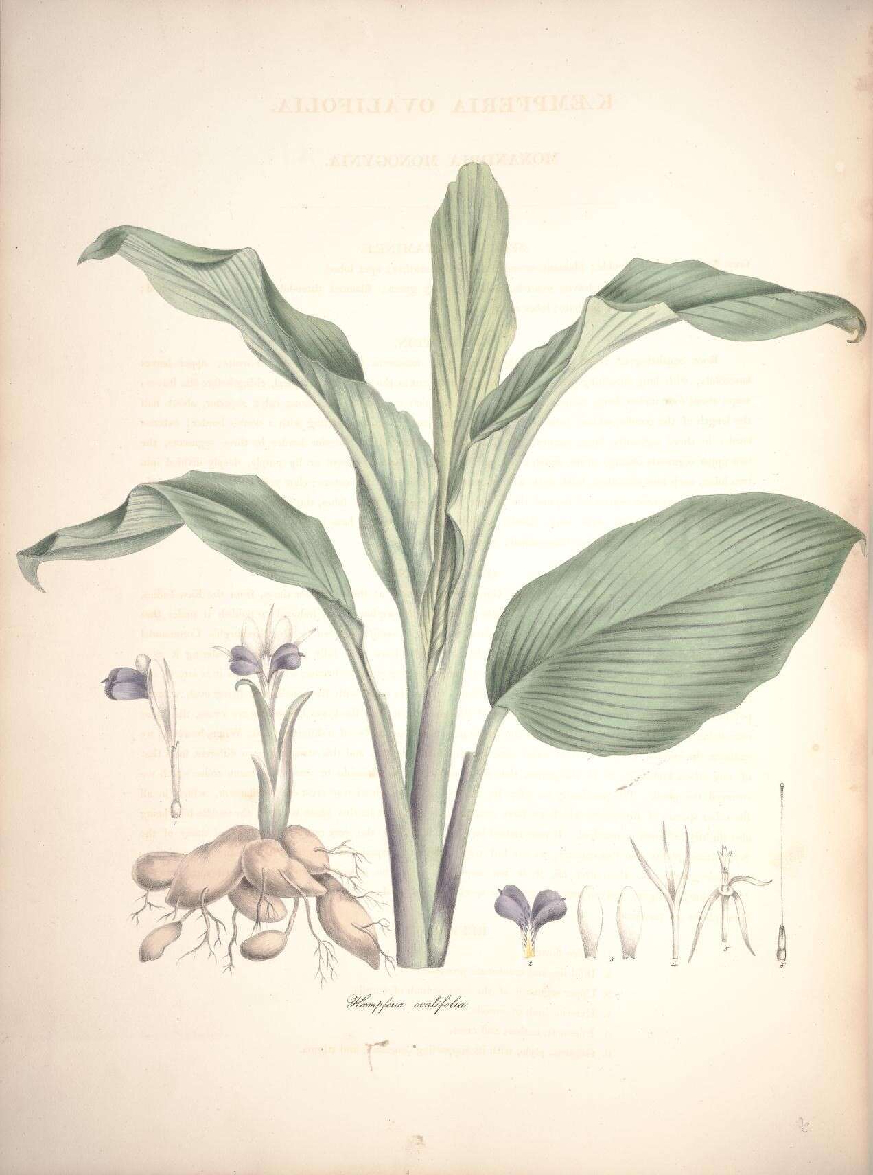 Image of Kaempferia ovalifolia Roxb.