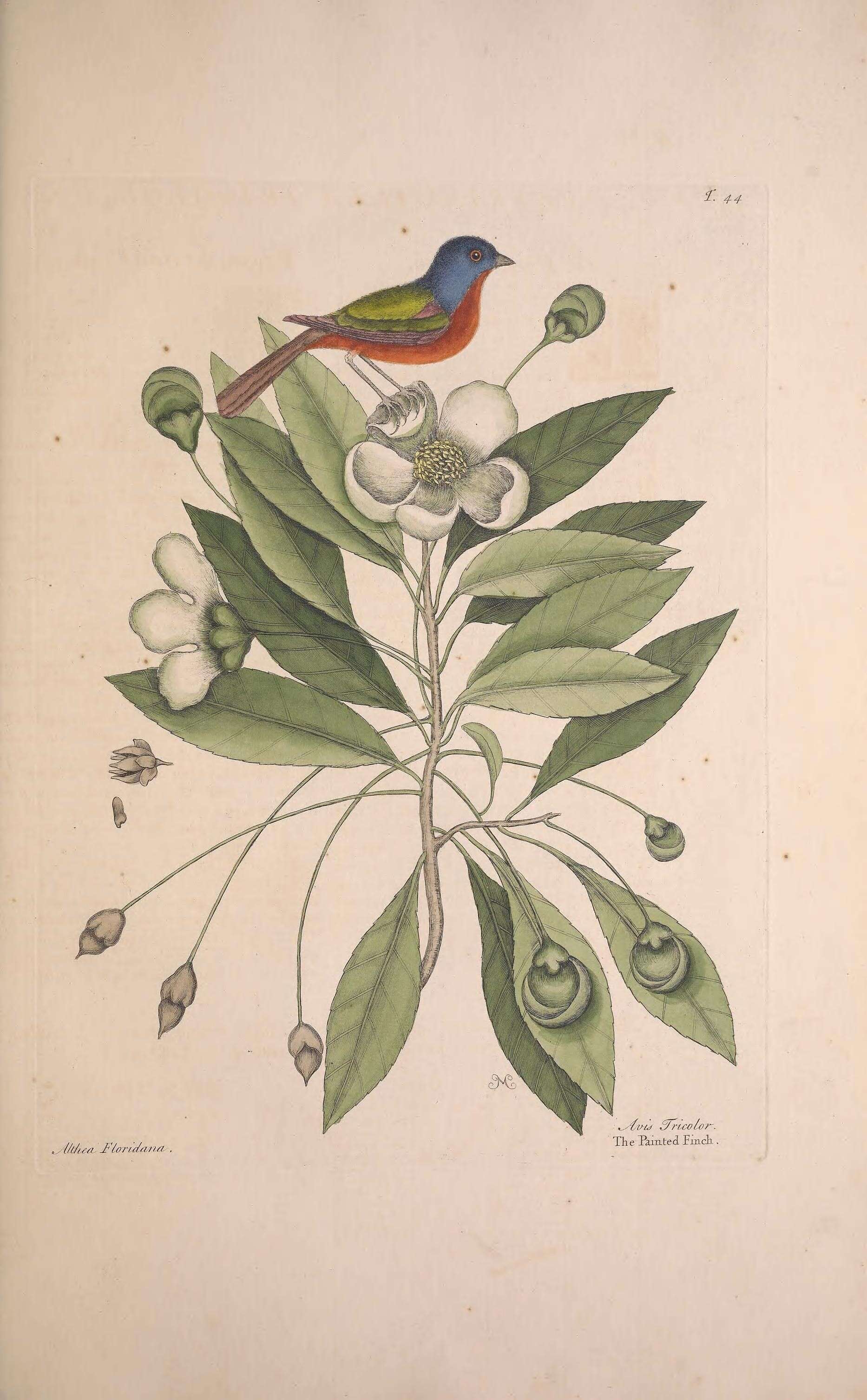 Слика од Passerina ciris (Linnaeus 1758)