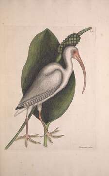 Image of Eudocimus Wagler 1832