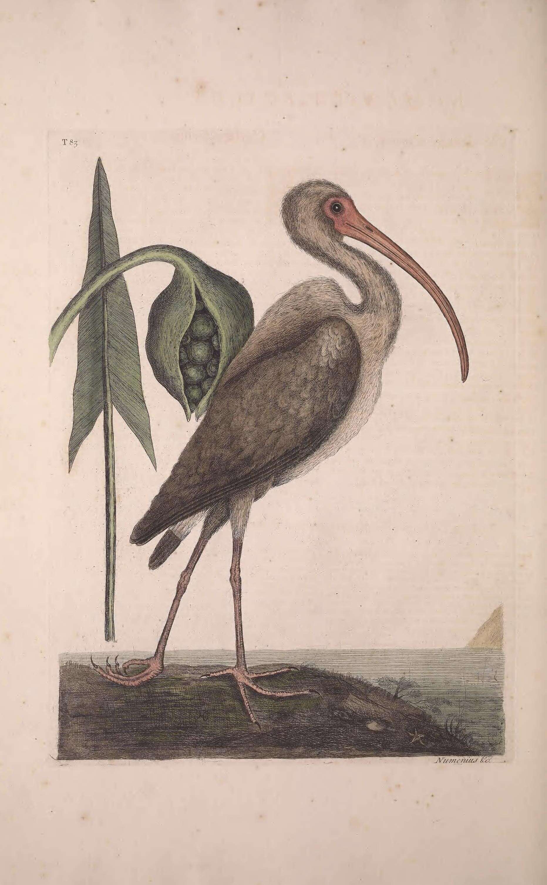 Imagem de Eudocimus Wagler 1832