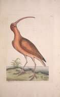 Image of Scarlet Ibis