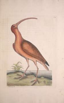 Image of Scarlet Ibis