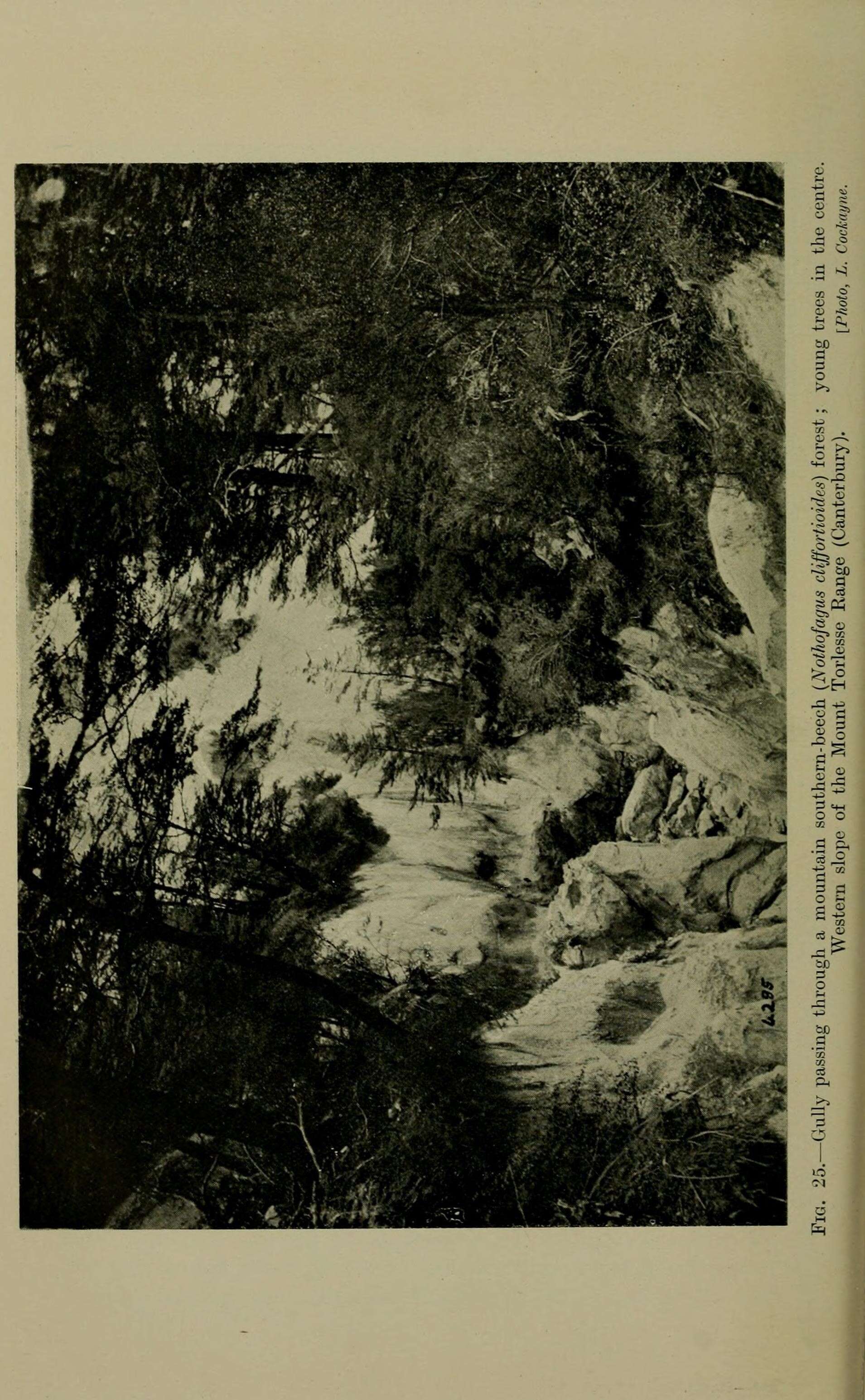 Image of Nothofagus cliffortioides (Hook. fil.) Oerst.