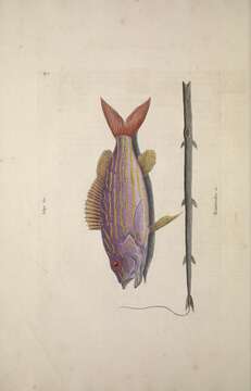 Image of Bream