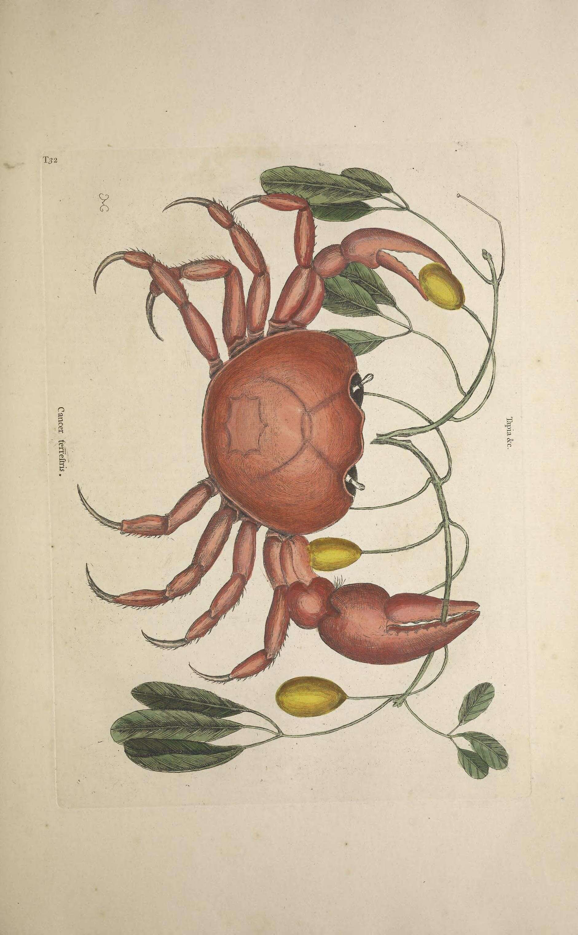 Imagem de Gecarcinus ruricola (Linnaeus 1758)