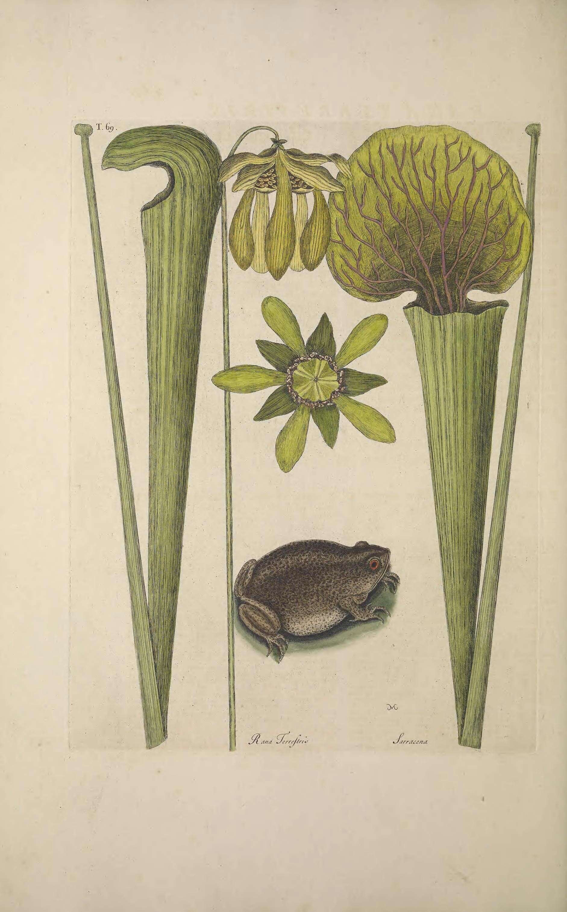 صورة Anaxyrus terrestris (Bonnaterre 1789)