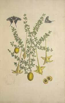 Image of Protographium marcellus (Cramer (1777))