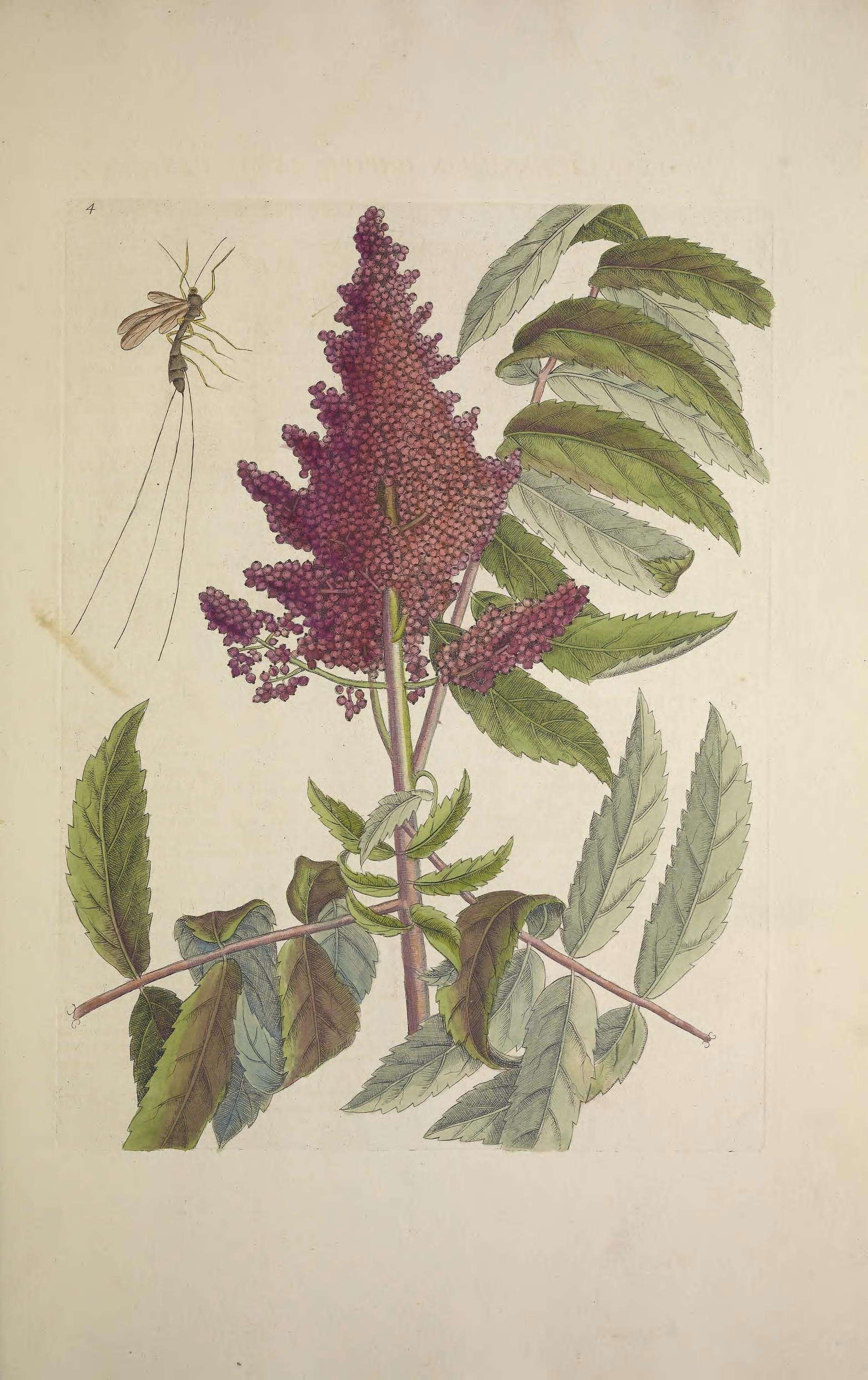 Image de Megarhyssa atrata (Fabricius 1781)