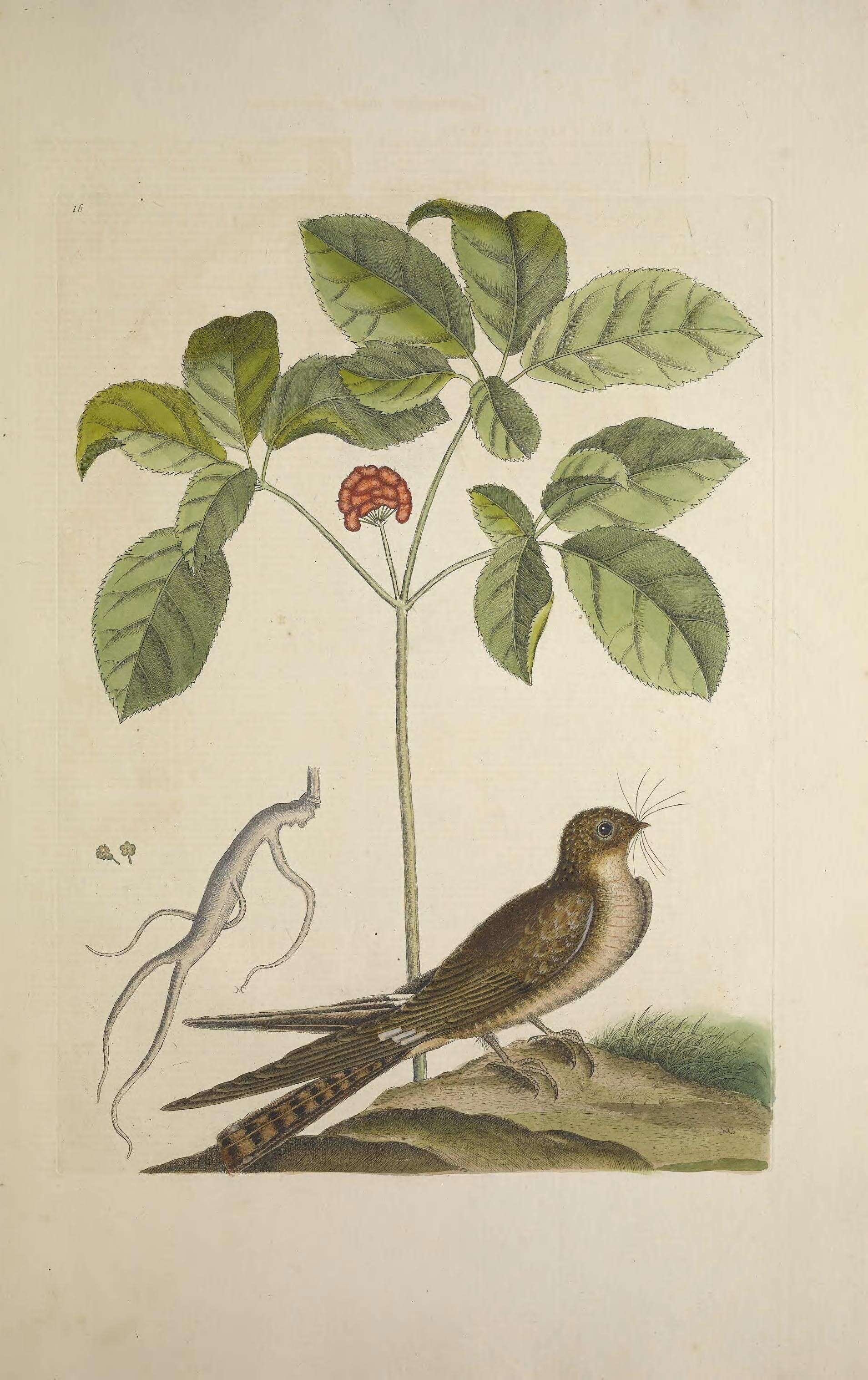 Panax quinquefolius L. resmi