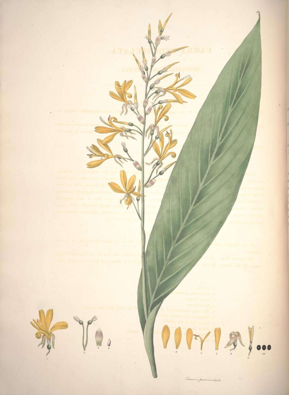 Image of Canna pedunculata Sims