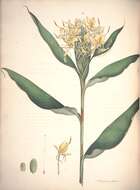 Слика од Hedychium flavum Roxb.