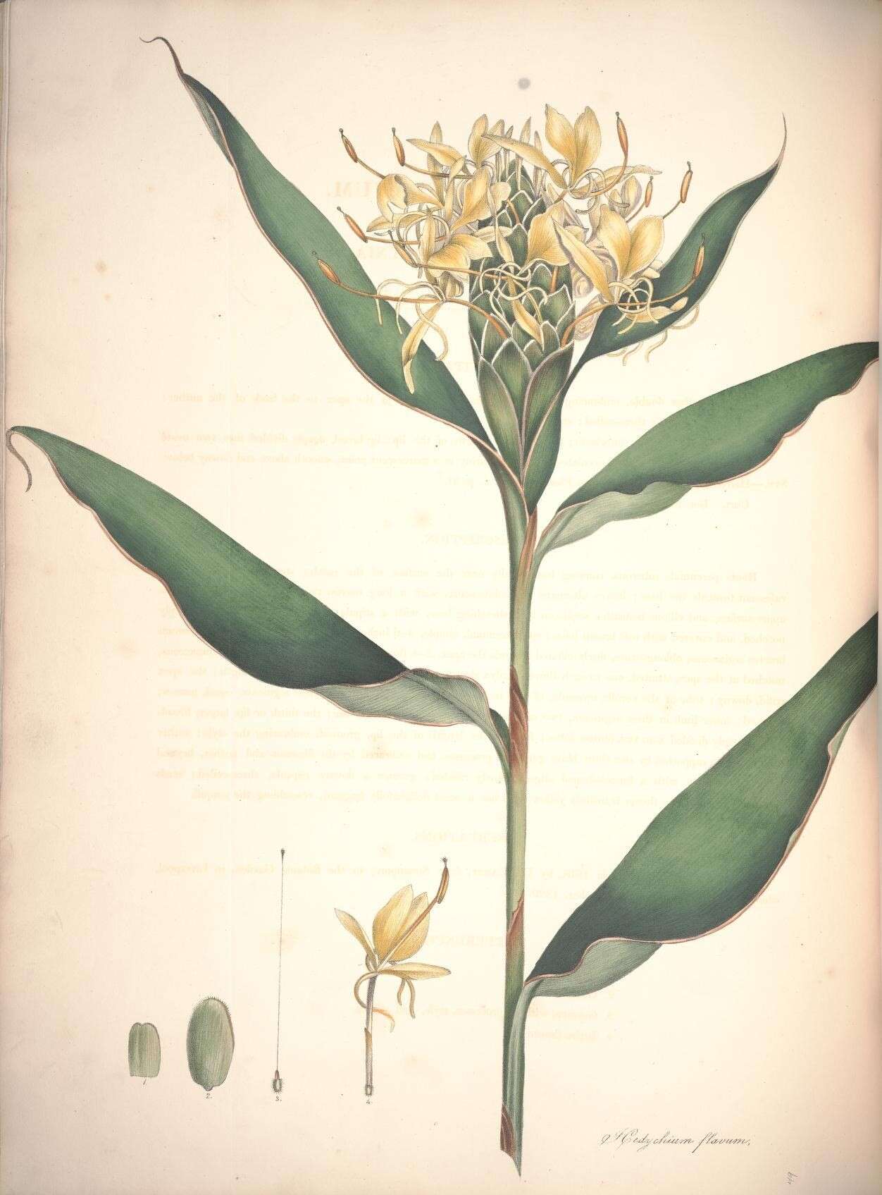 Слика од Hedychium flavum Roxb.