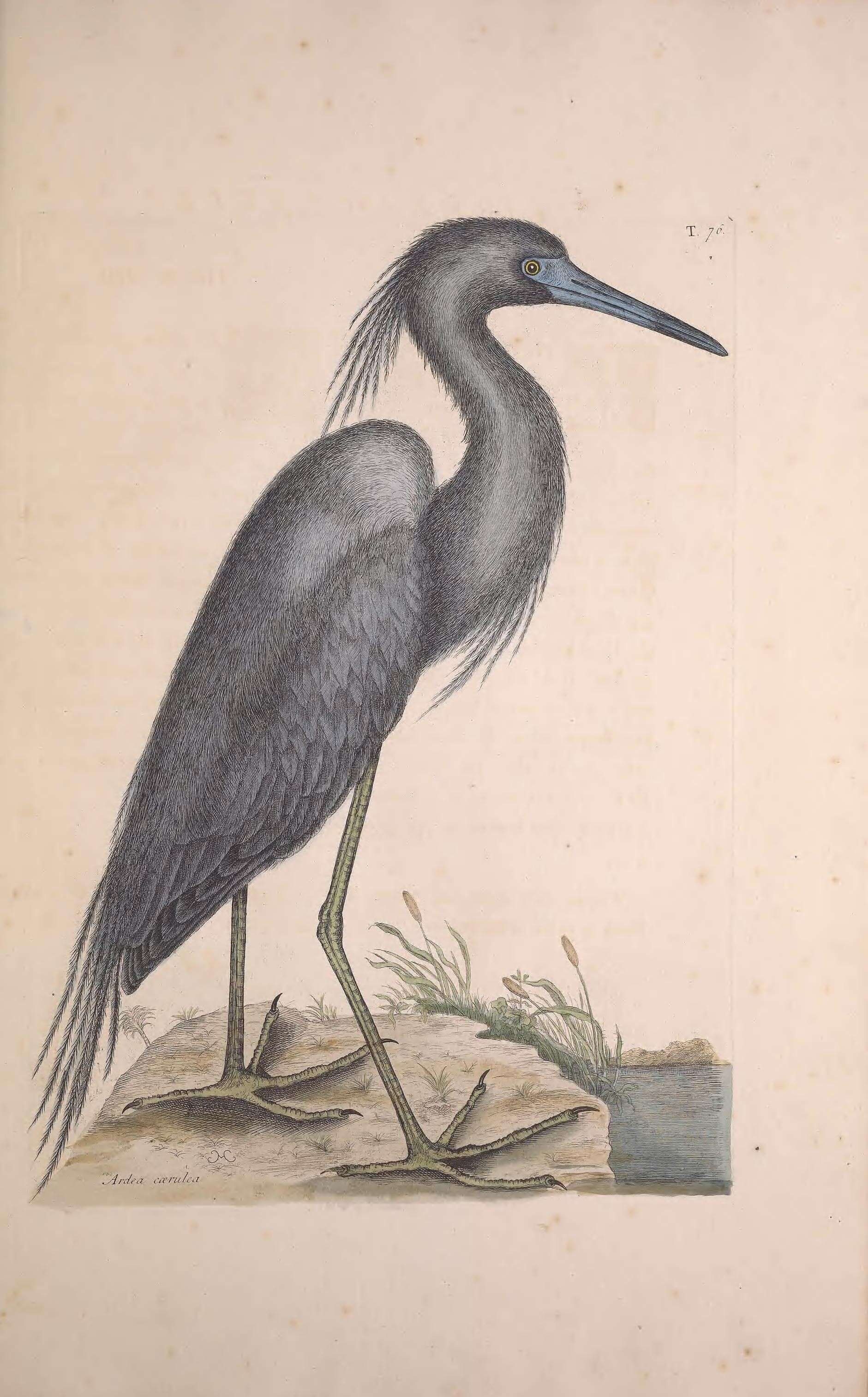 Слика од Egretta caerulea (Linnaeus 1758)
