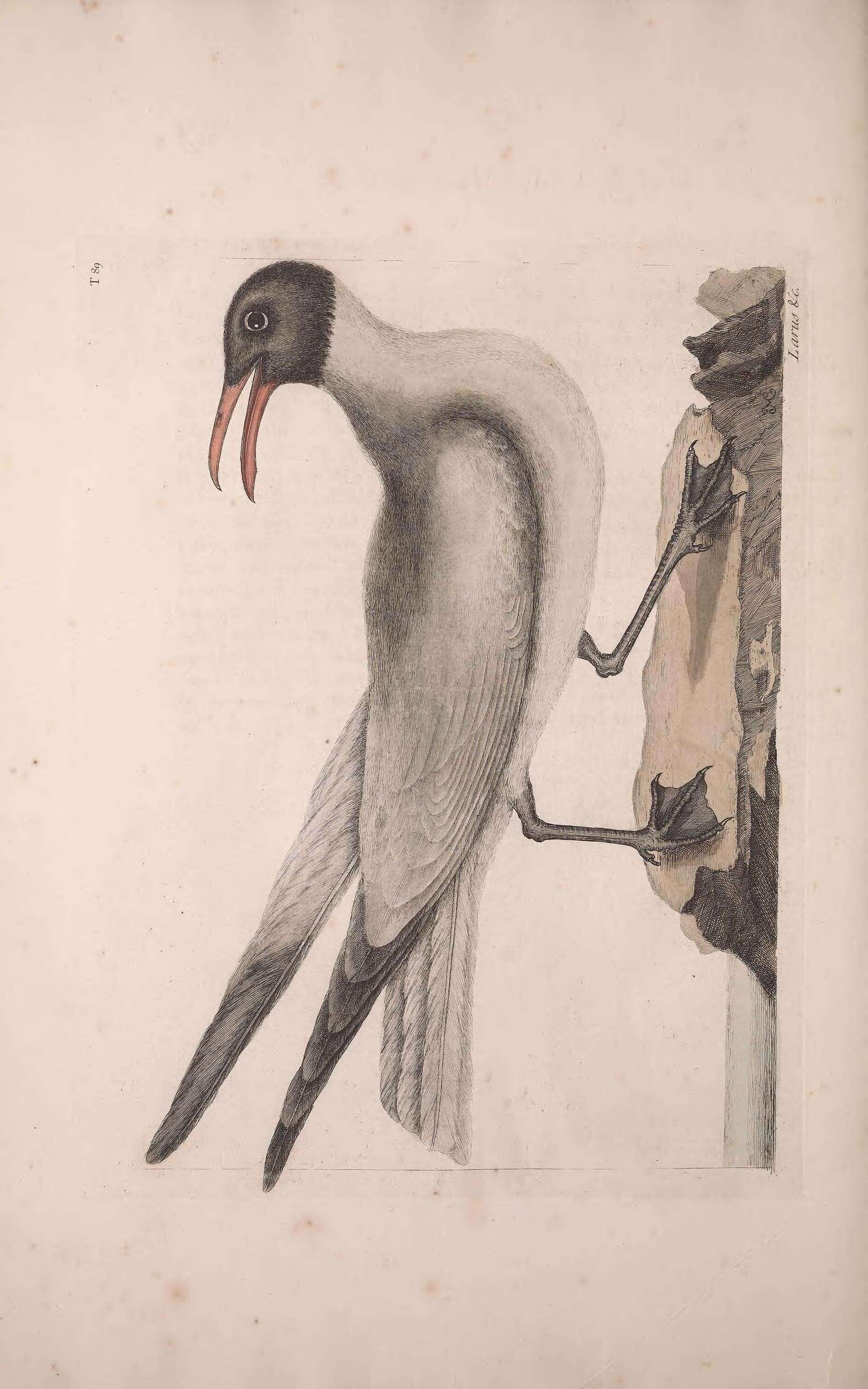 Image of Leucophaeus Bruch 1855