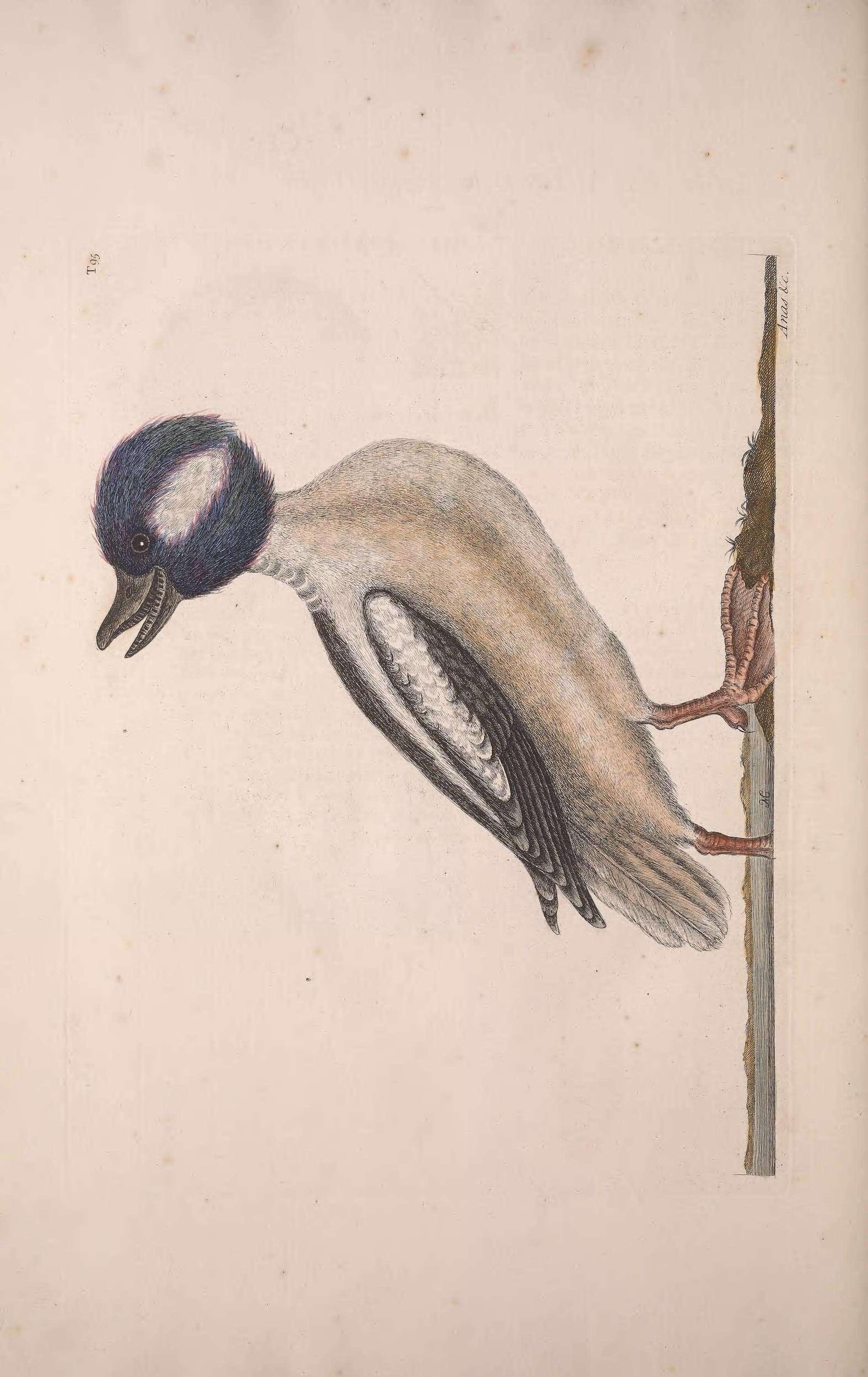 Image of Bucephala Baird & SF 1858