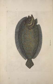 Image of Flounder