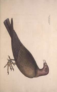 Image of Cathartes Illiger 1811