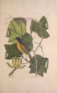Image of Baltimore Oriole