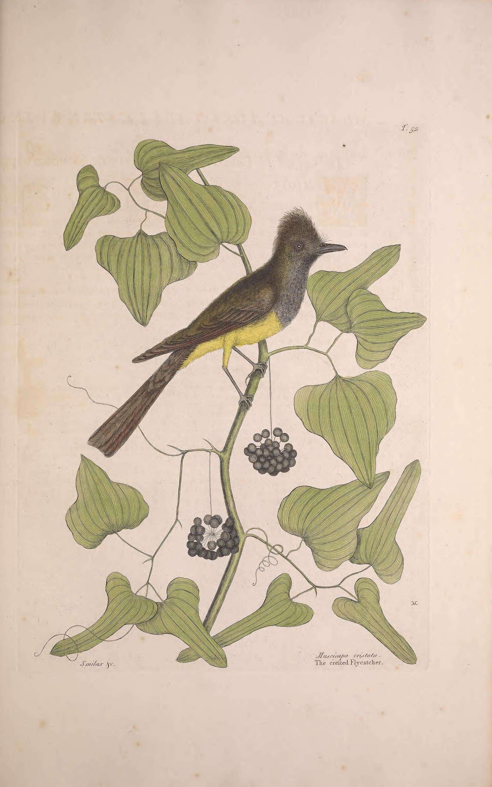 Imagem de Myiarchus crinitus (Linnaeus 1758)