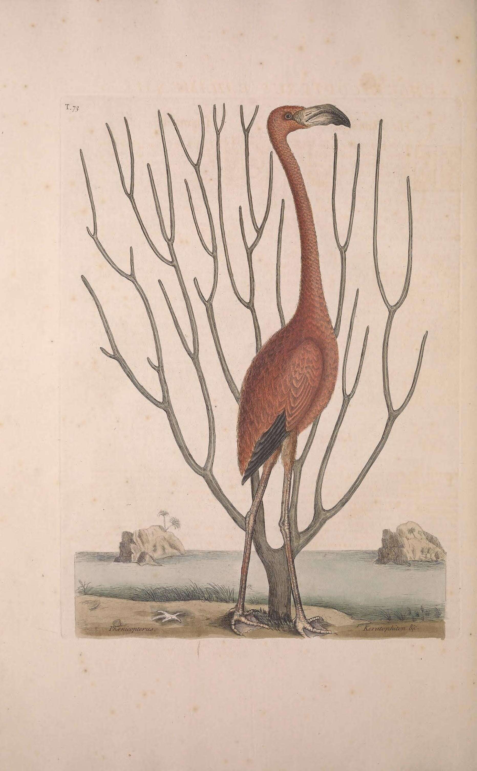 Imagem de Phoenicopterus ruber Linnaeus 1758