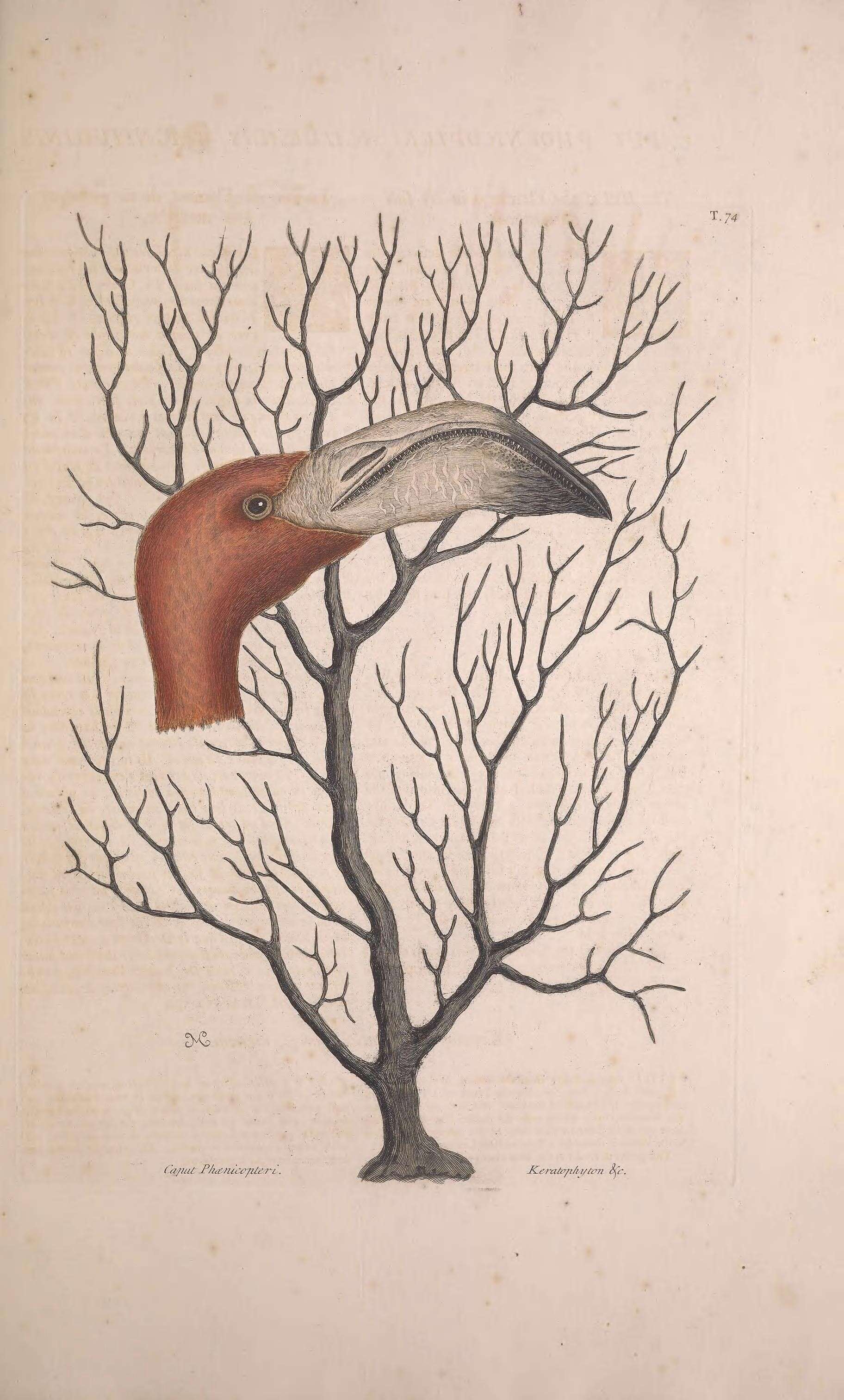 Imagem de Phoenicopterus ruber Linnaeus 1758