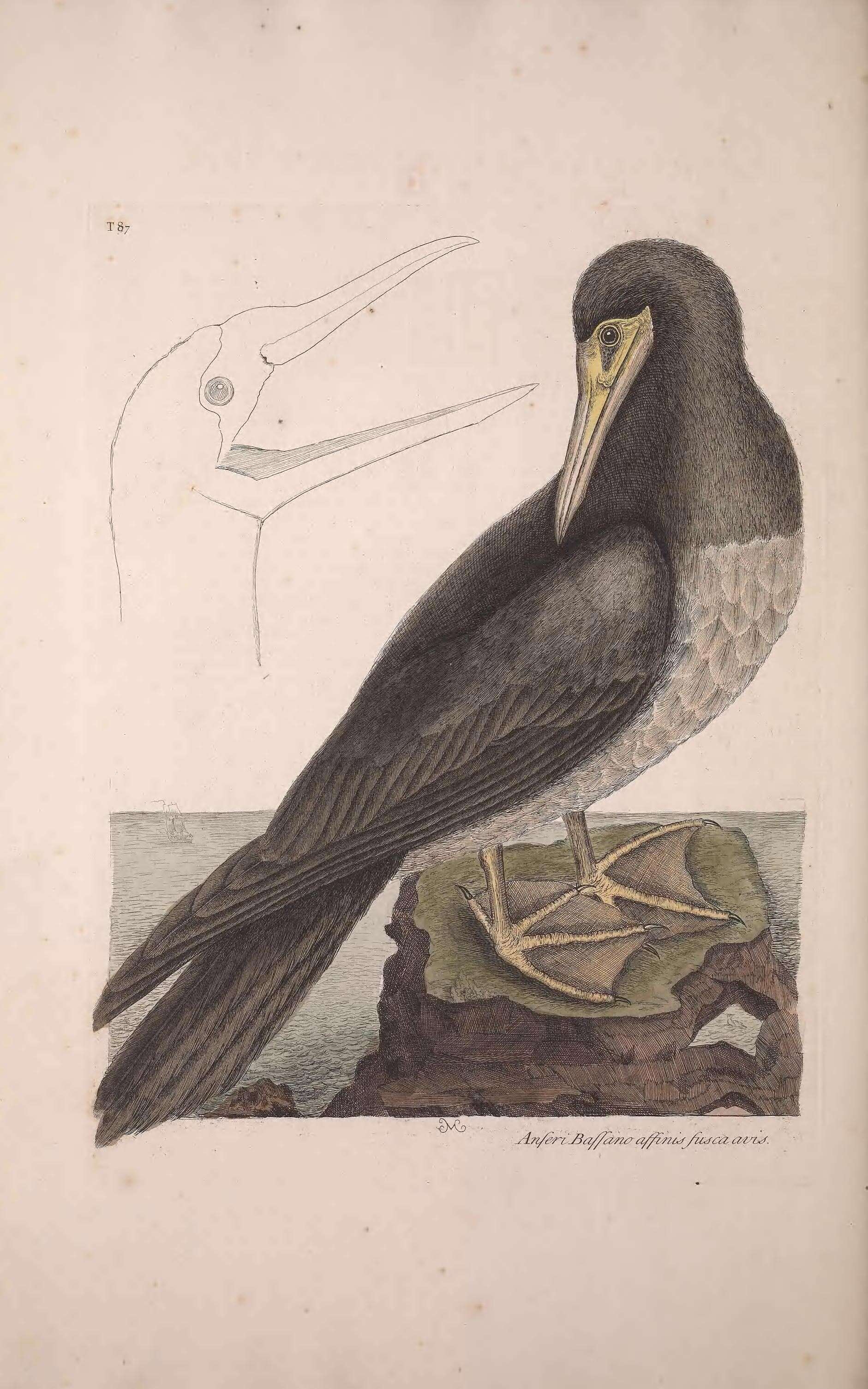 Image of Brown Booby