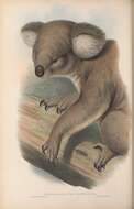 Image of koalas