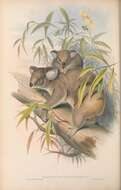 Image of koalas